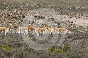 Vicuna, vicugna vicugna, Herd at Pampas Galeras Reserve in Peru photo