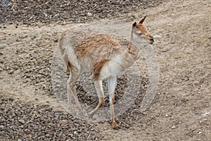 Vicuna (Vicugna vicugna).