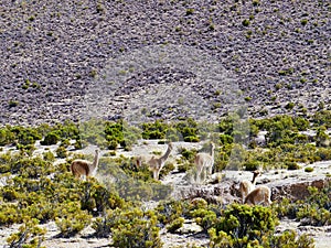 Vicuna Vicugna vicugna, Eduarado Avaroa National Park