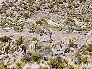 Vicuna Vicugna vicugna, Eduarado Avaroa National Park, Bolivia