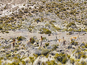 Vicuna Vicugna vicugna, Eduarado Avaroa National Park, Bolivia
