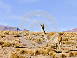 Vicuna Vicugna vicugna, Eduarado Avaroa National Park, Bolivia