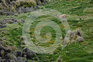 Vicuna Vicugna vicugna in Lauca National Park.