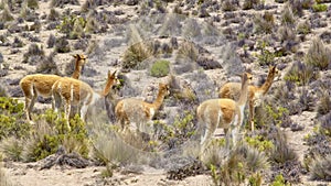 Vicuna Vicugna vicugna in mountains