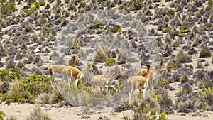 Vicuna Vicugna vicugna in mountains