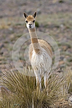 Vicuna, vicugna vicugna, Pampas Galeras Reserve in Peru