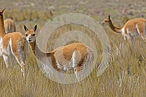 Vicuna, vicugna vicugna, Pampas Galeras Reserve in Peru