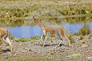 Vicuna, vicugna vicugna, Pampas Galeras Reserve in Peru