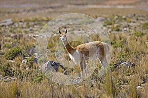 Vicuna, vicugna vicugna, Pampas Galeras Reserve in Peru