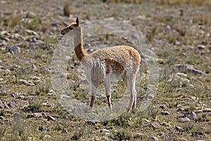 Vicuna, vicugna vicugna, Pampas Galeras Reserve in Peru