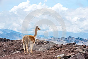 Vicuna (Vicugna vicugna) or vicugna is wild South American camel
