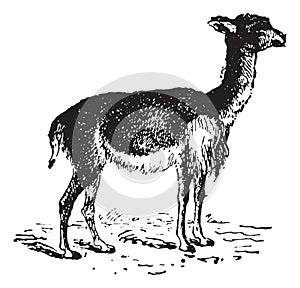 Vicuna or Vicugna, vintage engraving