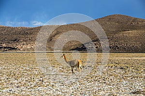 Vicuna Vicugna vicugna or vicugna is wild South American camelid, which live in the high alpine areas of the Andes.