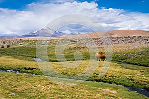 Vicunas and alpacas grazing, Las Vicunas National Reserve (Chile)
