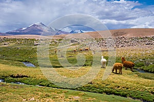 Vicunas and alpacas grazing, Las Vicunas National Reserve (Chile) photo