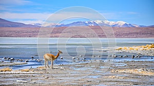 Vicunas and birds grazing on the shores of Laguna Salada, Reserve Eduardo Avaroa, Potosi, Bolivia