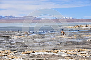 Vicunas and birds grazing on the shores of Laguna Salada, Reserve Eduardo Avaroa, Potosi, Bolivia