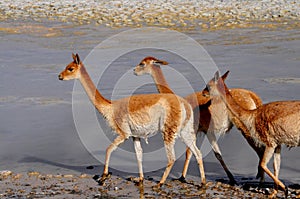 Vicunas in Bolivia