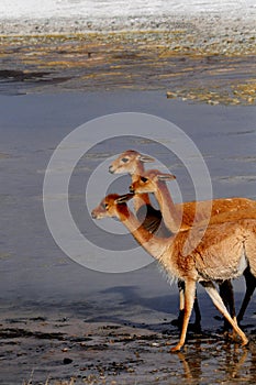 Vicunas in Bolivia