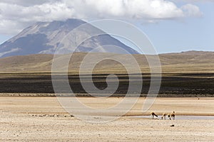 Vicunas in front of Misti Volcano