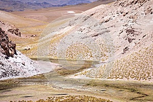 Vicunas in the fumarole field in the Puna de Atacama, Argentina