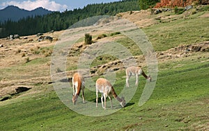 Vicunas graze photo