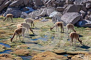 Vicunas grazing in field near Las Cuevas, Chile South America