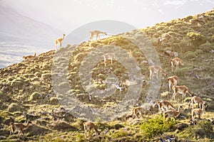 Vicunas herd grazing on mountain at sunset near Torres del PAine photo