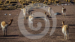 Vicunas in the high Altiplano of the Andes, San Pedro de Atacama photo