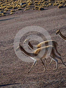 Vicunas in the high Altiplano of the Andes, San Pedro de Atacama photo