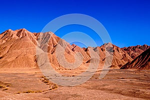 Vicunas in the Labyrinth Desert near Tolar Grande in the high altitude puna desert of Salta in Argentina photo