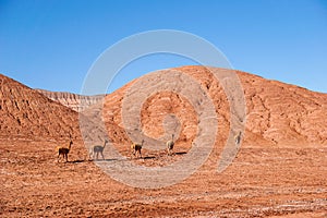 Vicunas in the Labyrinth Desert near Tolar Grande in the high altitude puna desert of Salta in Argentina photo