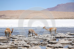 Vicunas in the lagoon of Andes in Bolivia photo