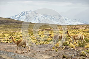 Vicunas in the meadows of Atacama region photo
