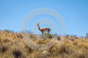 Vicunas near Serrania de Hornocal, the fourteen colors hill at Quebrada de Humahuaca - Humahuaca, Jujuy, Argentina