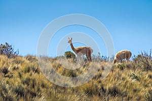 Vicunas near Serrania de Hornocal, the fourteen colors hill at Quebrada de Humahuaca - Humahuaca, Jujuy, Argentina