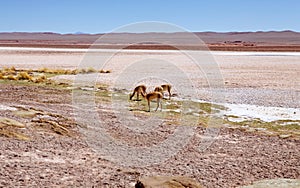 Vicunas at the Ojos de Mar close to the town of Tolar Grande in Puna, Argentina