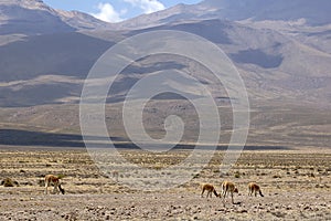 Vicunas in Peru
