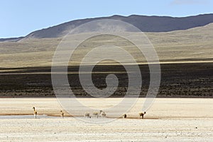 Vicunas by Pond