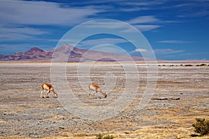 Vicunas in the Salar de Tara, Chile photo