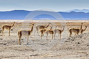 Vicunas at Salar de Uyuni the largest salt flat in the world.