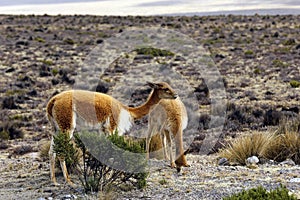 Vicunas in Peru Highlands photo