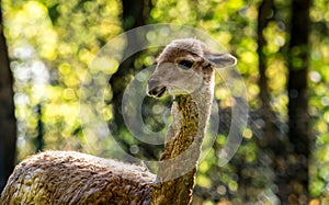 Vicunas, Vicugna Vicugna, relatives of the llama