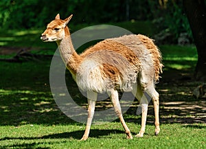 Vicunas, Vicugna Vicugna, relatives of the llama