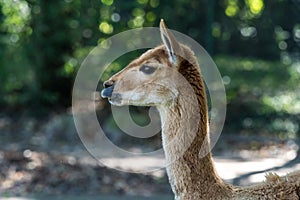 Vicunas, Vicugna Vicugna, relatives of the llama