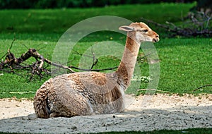 Vicunas, Vicugna Vicugna, relatives of the llama