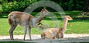 Vicunas, Vicugna Vicugna, relatives of the llama