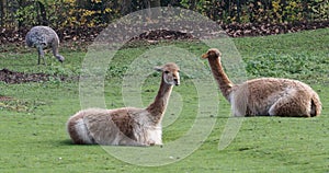 Vicunas, Vicugna Vicugna, relatives of the llama