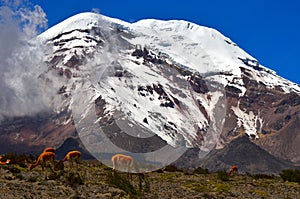 Vicunas and Volcan Chimborazo, Ecuador