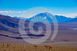 Vicunas and volcanoes surround a salt lake in the high altitude desert of Salta`s puna region in Argentina